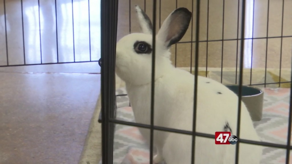Pets On The Plaza: Meet Chica