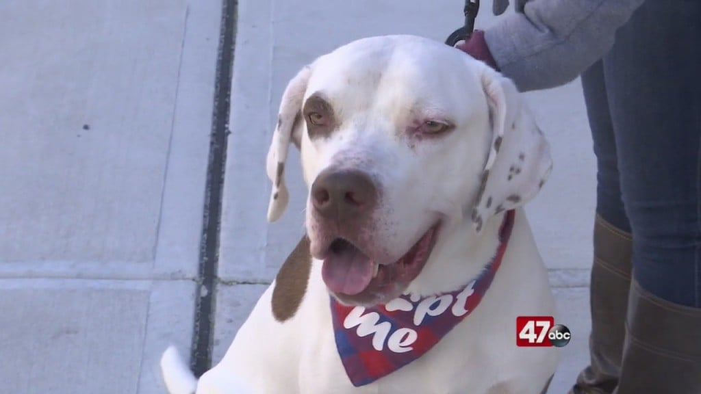 Pets On The Plaza: Meet Petey