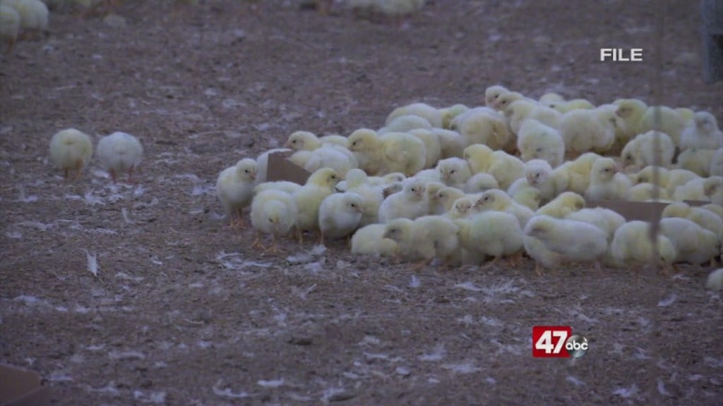 Court Decision On Poultry Pollutants