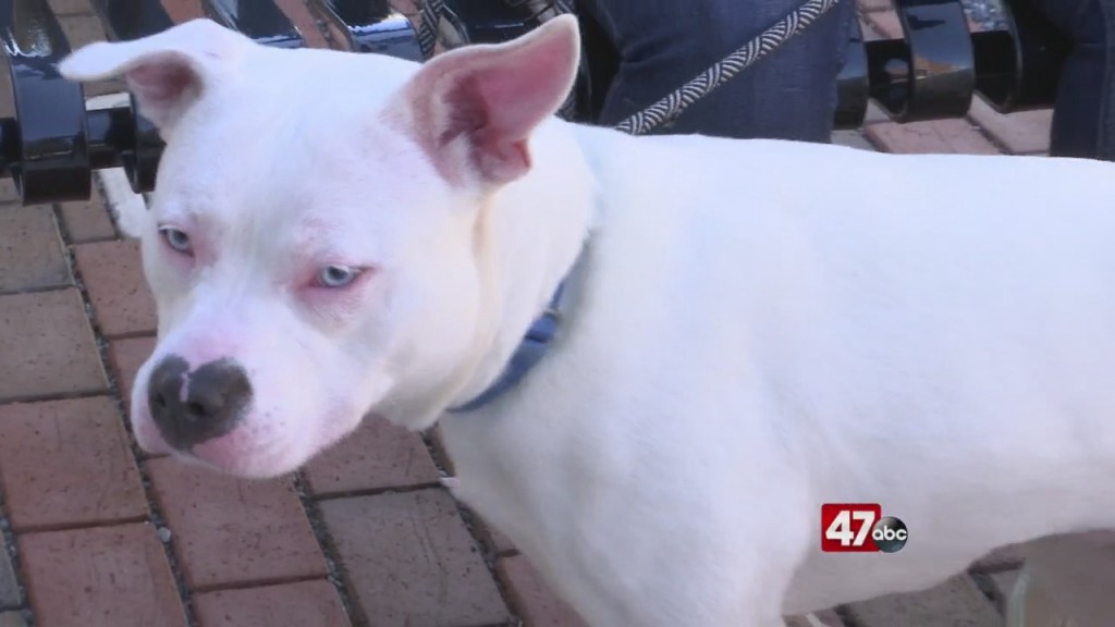 Pets On The Plaza: Meet Alba