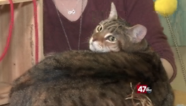Pets On The Plaza: Meet Nova
