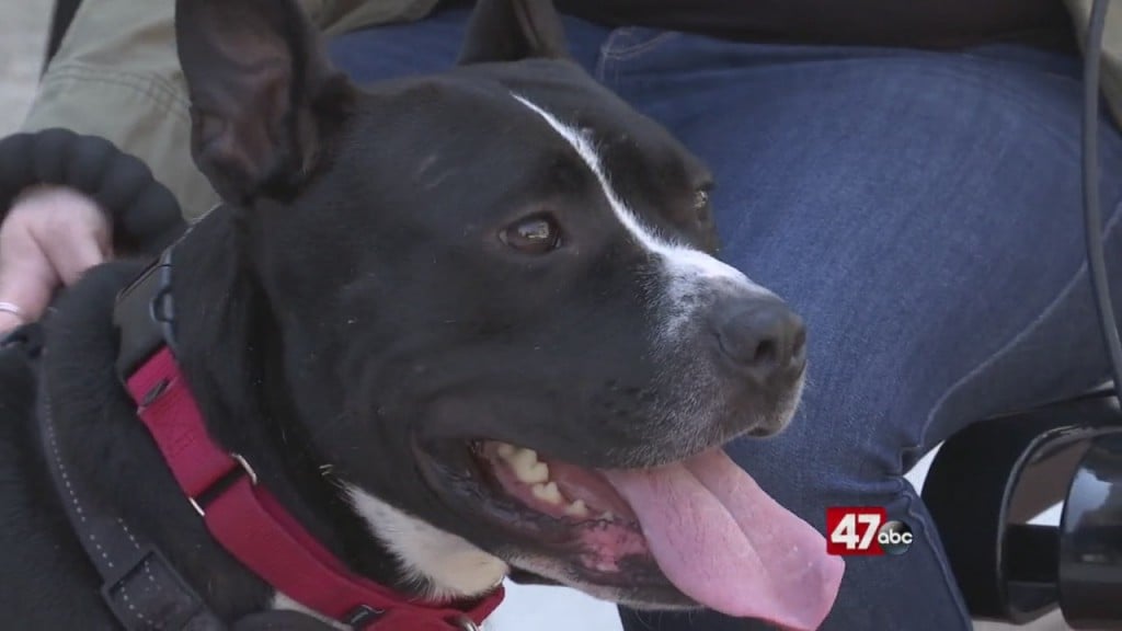 Pets On The Plaza: Meet Kosher