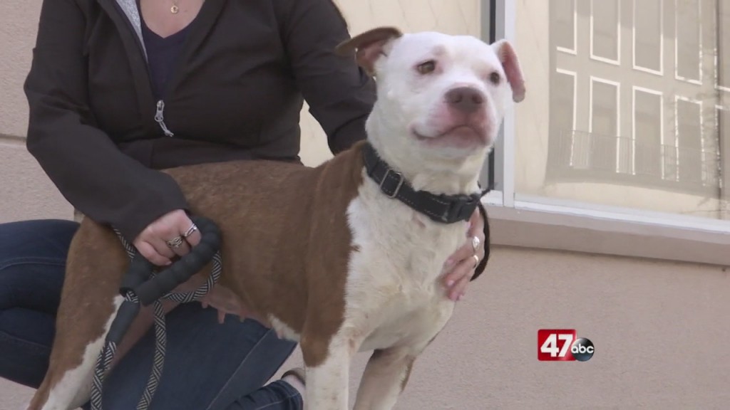 Pets On The Plaza: Meet Kendra