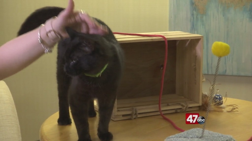 Pet's On The Plaza: Meet Foggy