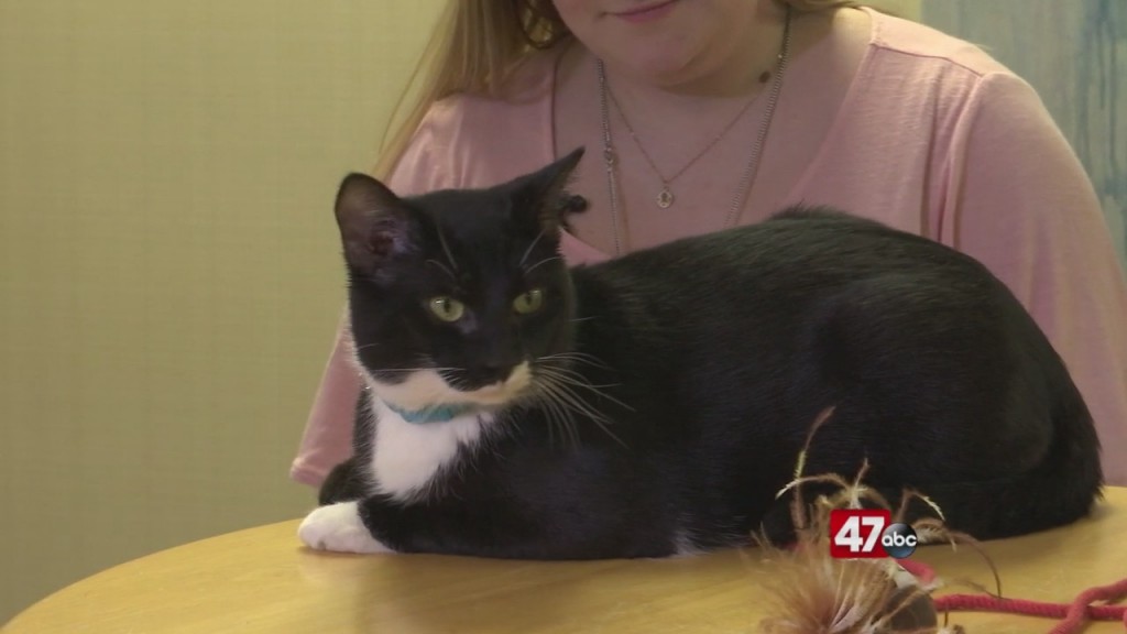 Pets On The Plaza: Meet Gusty