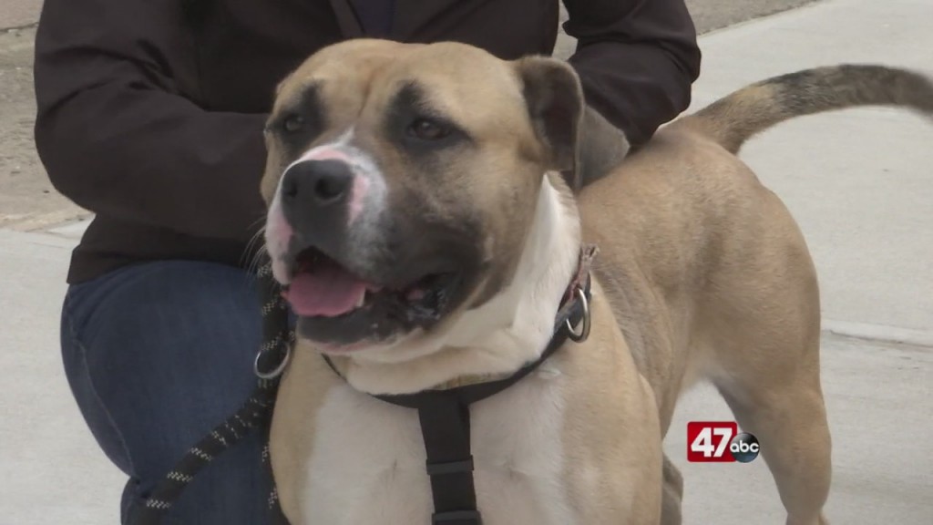 Pets On The Plaza: Meet Marge