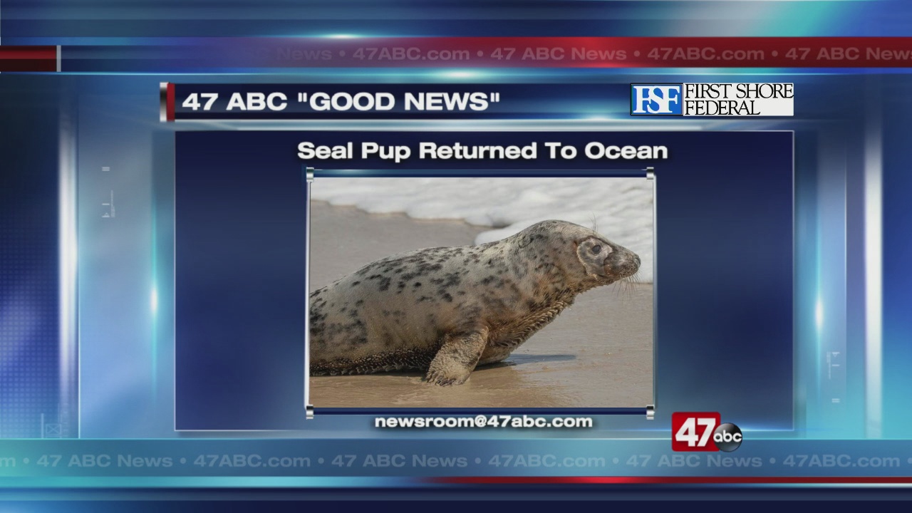 Seal Pup Released At Assateague 47abc