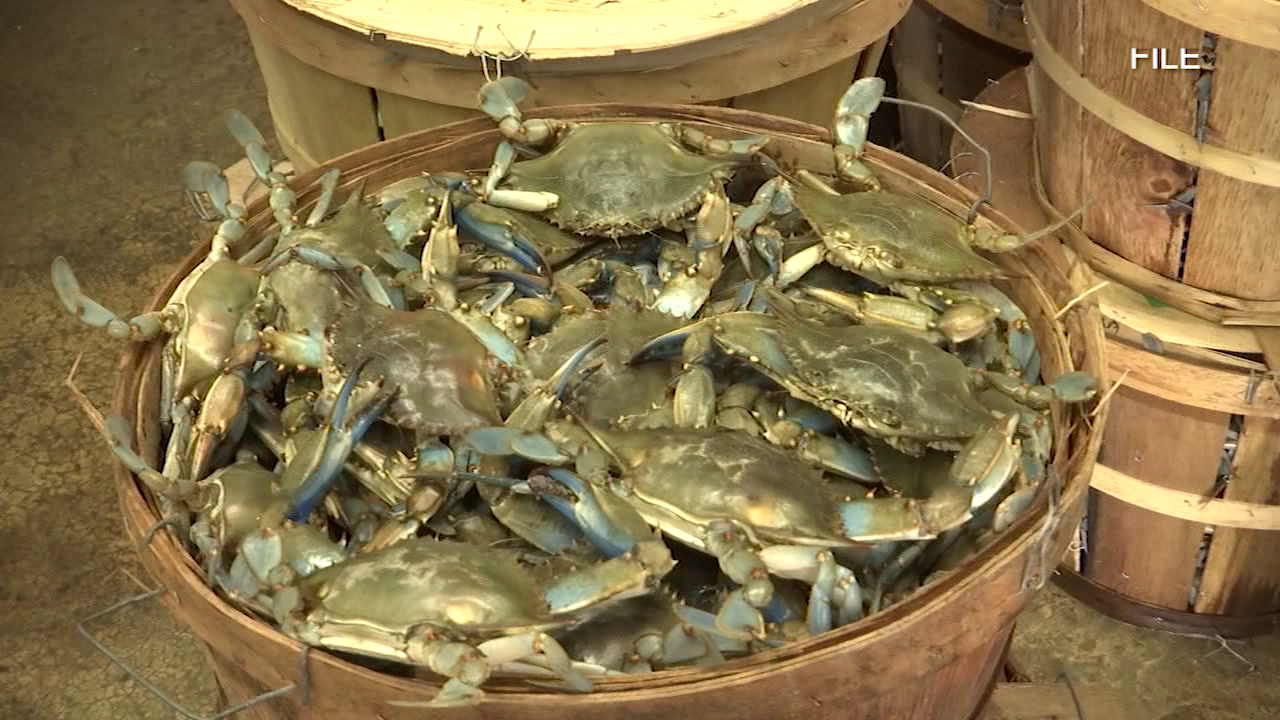 Blue crab shortage on the eastern shore causes a bump in the road for
