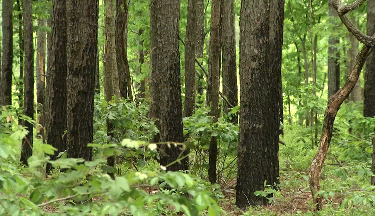 Felling of 120 acres of old-growth trees in Pocomoke State Forest proposed - Vimarsana News