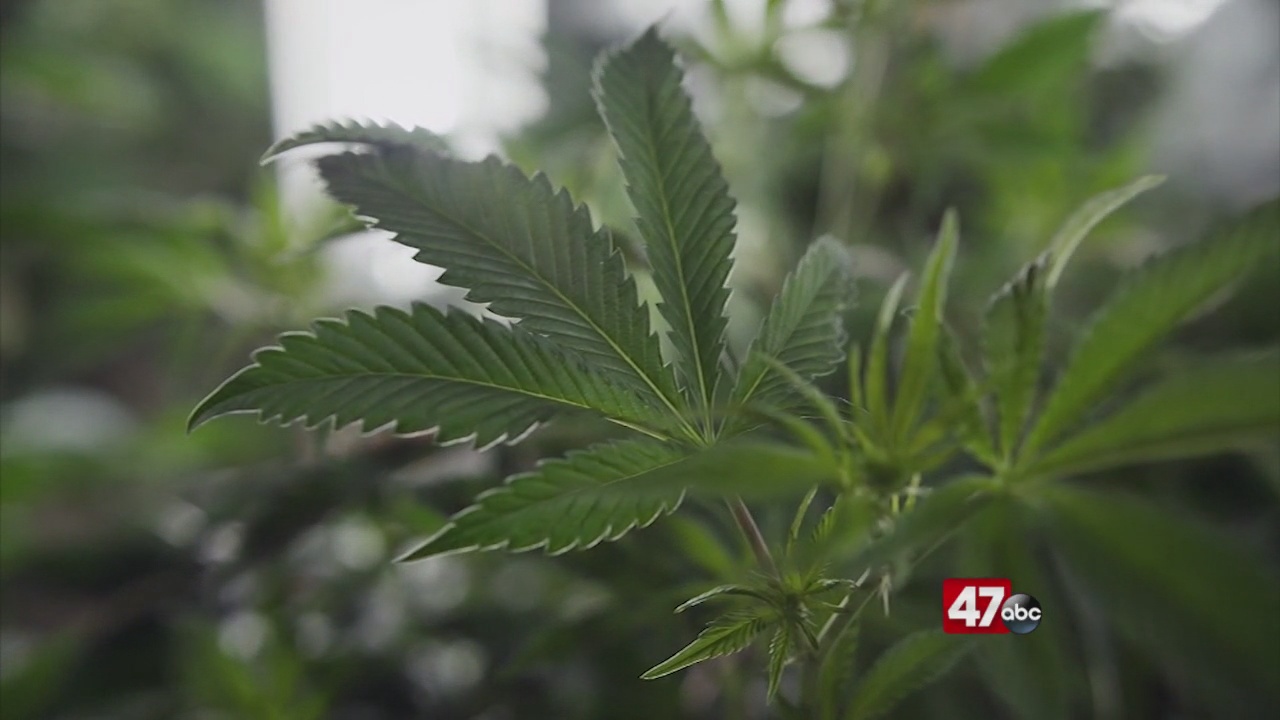 Gov. Carney Vetoes Marijuana Legalization Bill - 47abc