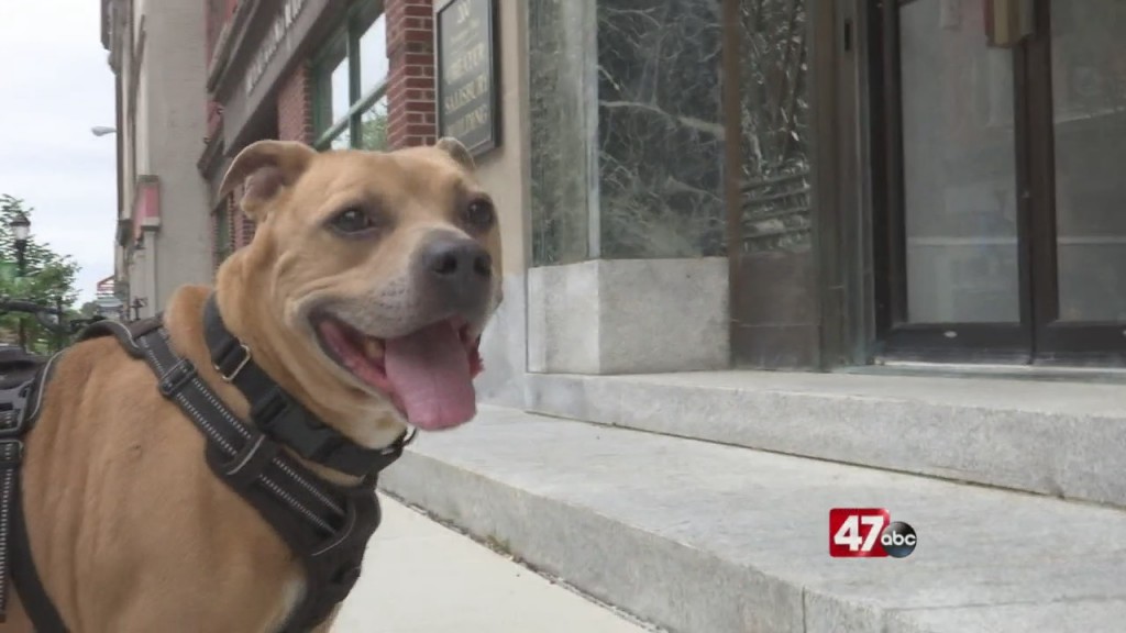Pets On The Plaza: Meet Marty