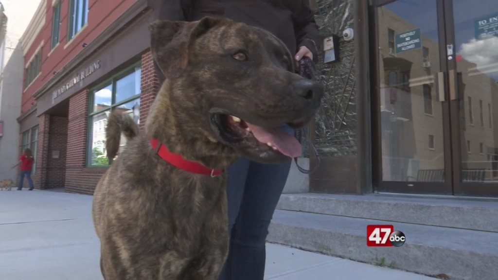 Pets On The Plaza: Meet Andy Ammo