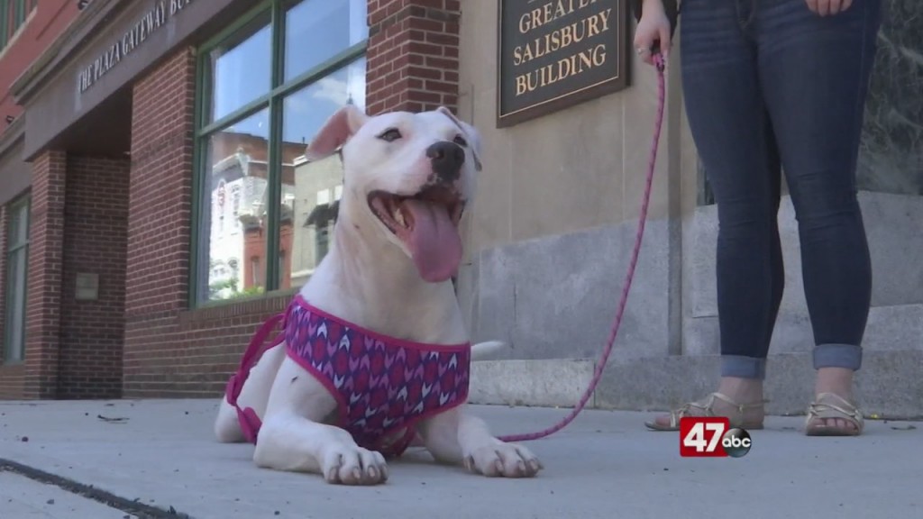 Pets On The Plaza: Meet Cherokee