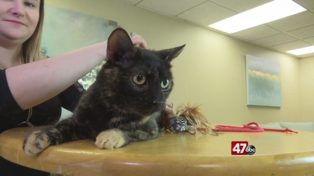 Pets On The Plaza: Meet Twilley