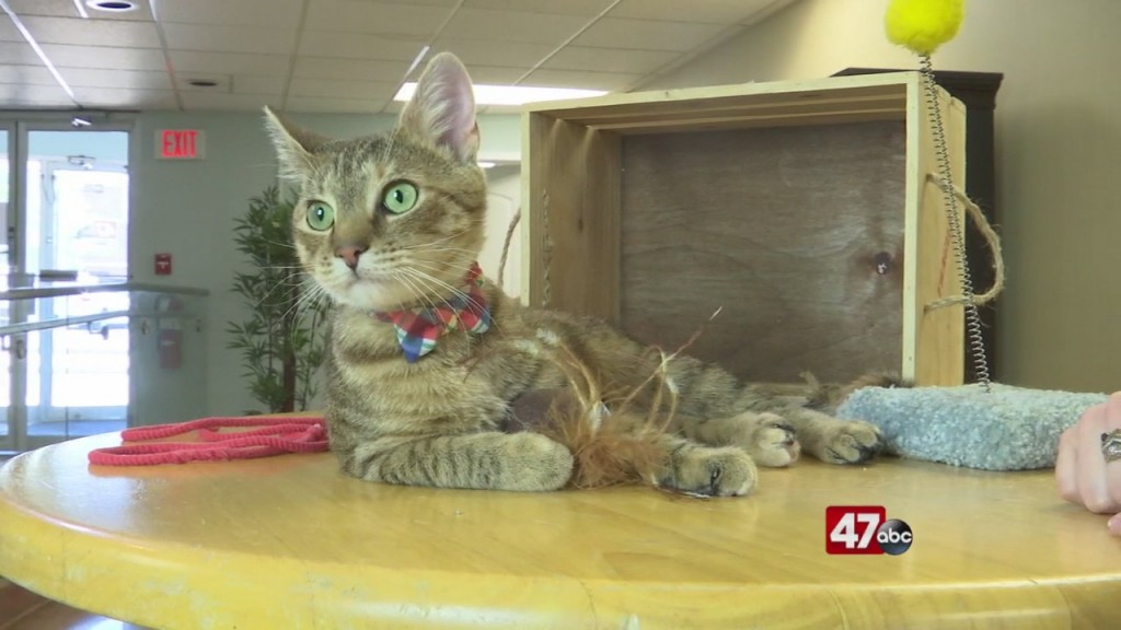 Pets On The Plaza: Meet Misty