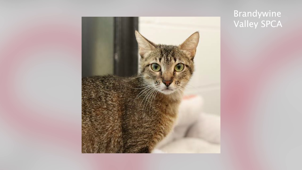 Brandywine Valley SPCA hosting 10 cat adoption special 47abc