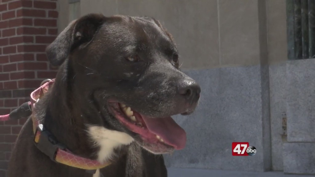 Pets On The Plaza: Meet Sophie