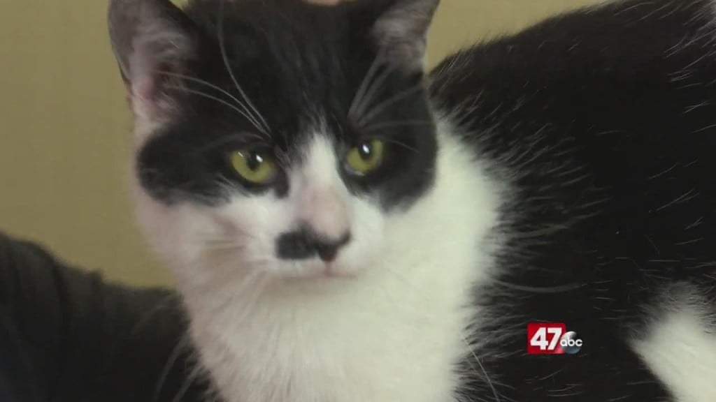 Pets On The Plaza: Meet Wolfgang