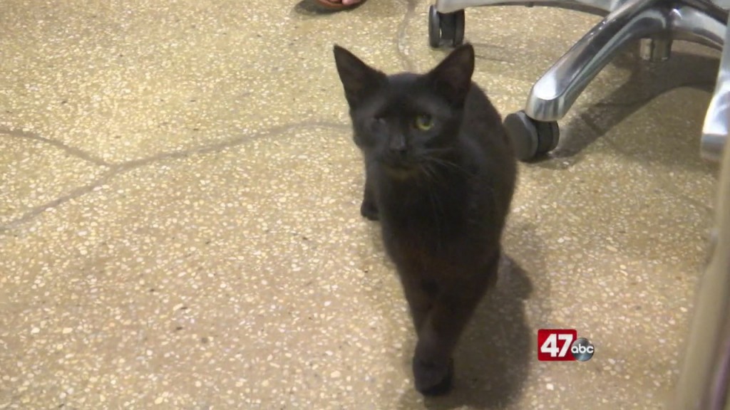 Pets On The Plaza: Meet Bojangles