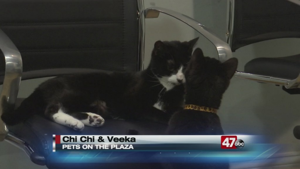 Pets On The Plaza: Meet Chi Chi And Veeka