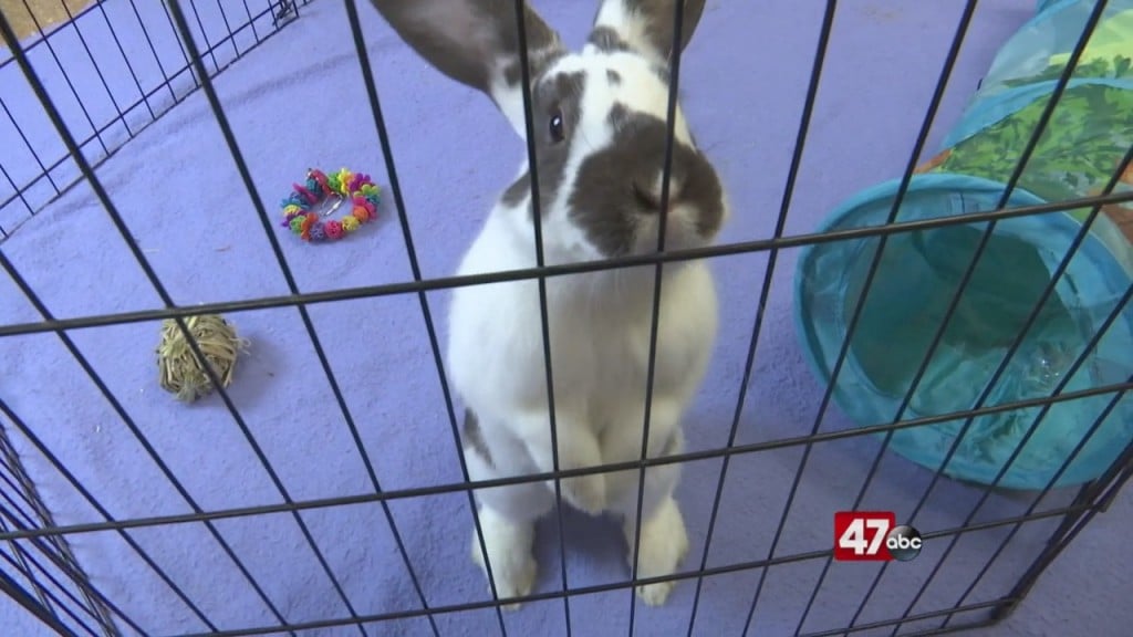 Pets On The Plaza: Meet Denali
