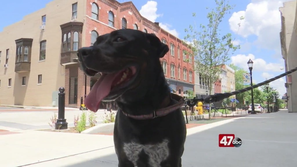 Pets On The Plaza: Meet Sailor Luna