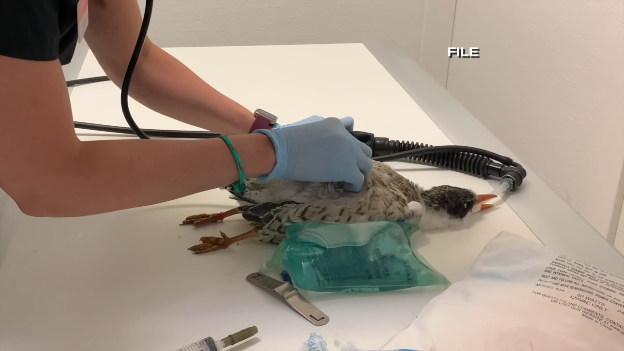 Mortality event in local birds, DNREC asking to remove bird feeders and