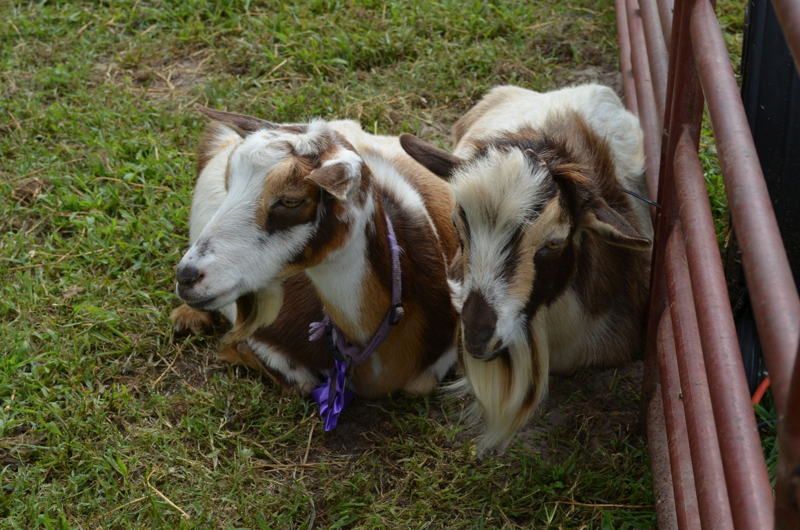 County Fair to return for 85th year 47abc