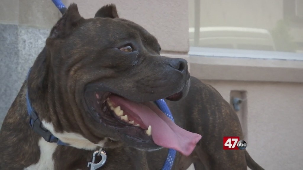 Pets On The Plaza: Meet Meatball