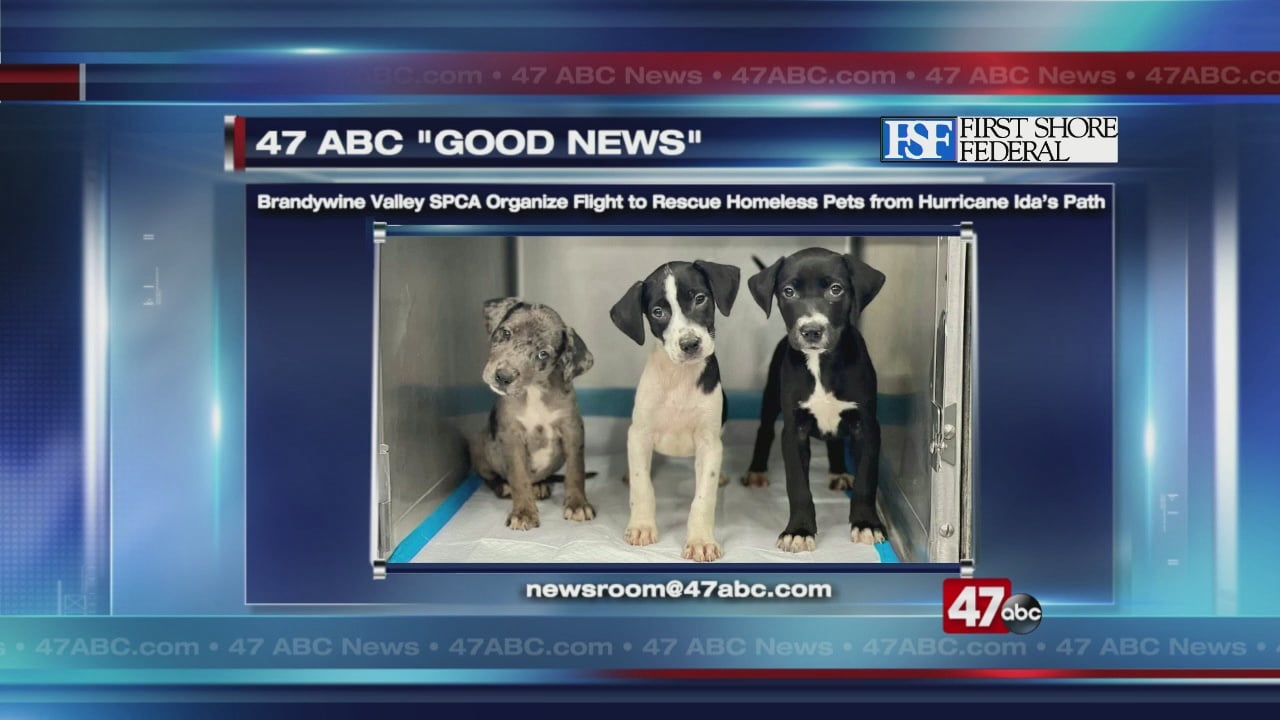 Brandywine rescues shelter animals in path of Hurricane Ida 47abc