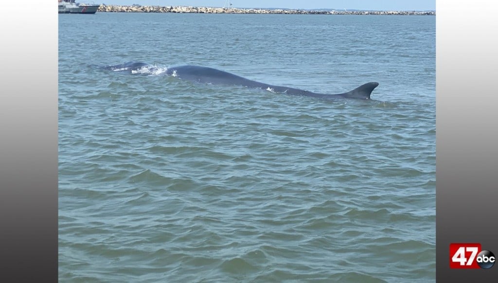 1280 Whale Cape Henlopen