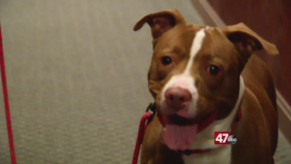 Pets On The Plaza: Meet Maundy