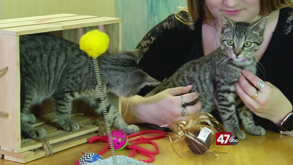 Pets On The Plaza: Meet Skippy And Tagalong