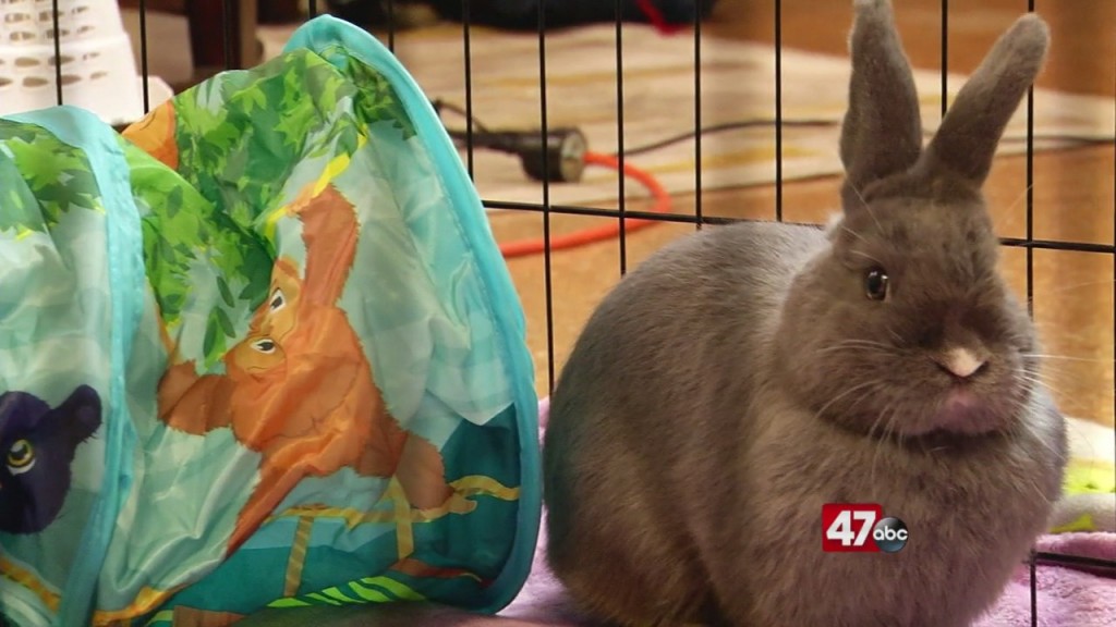 Pets On The Plaza: Meet Lyric