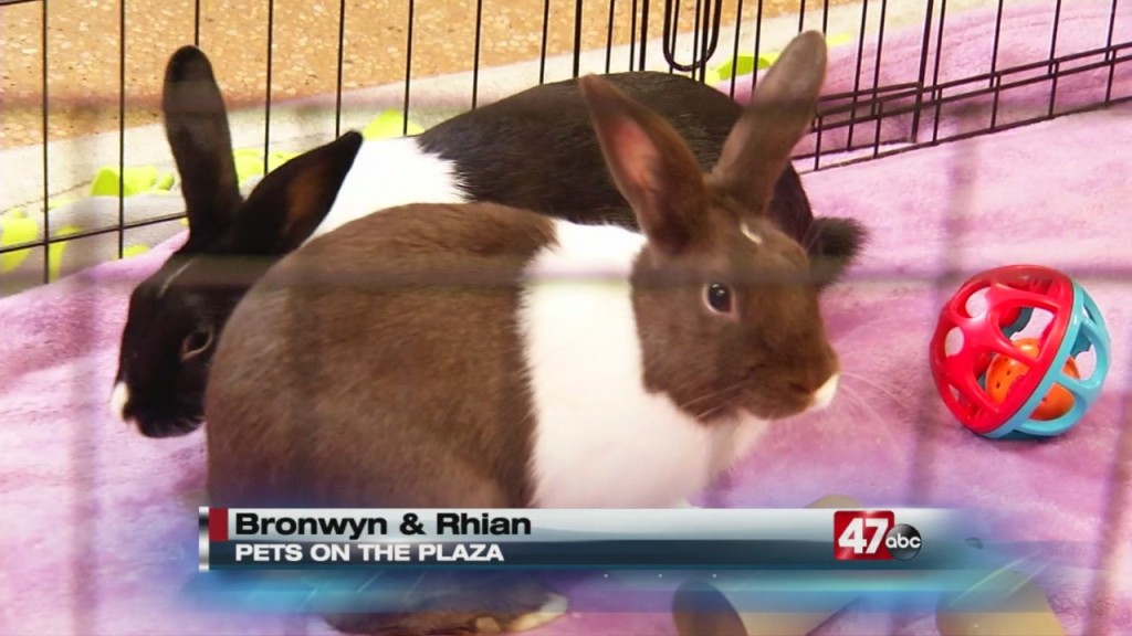 Pets On The Plaza: Meet Bronwyn And Rhian
