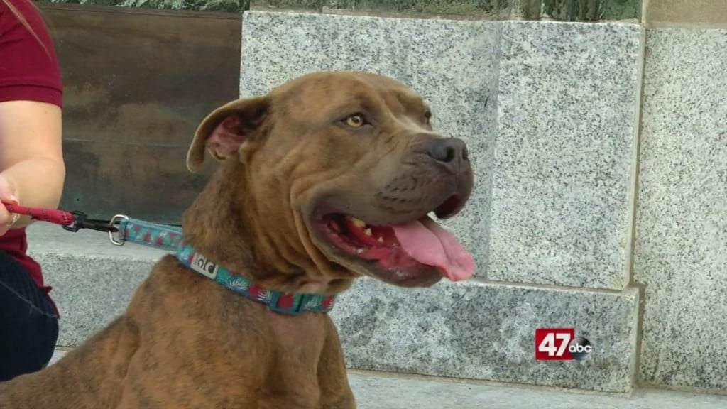 Pets On The Plaza: Meet Sasha