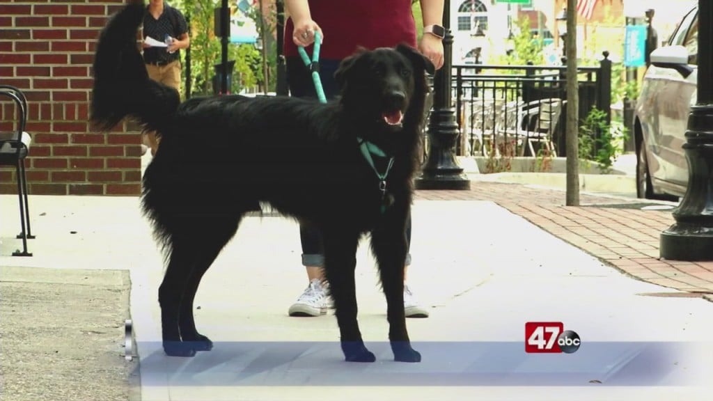 Pets On The Plaza: Meet Rocky