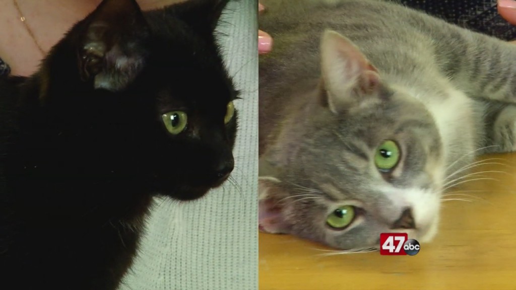 Pets On The Plaza: Meet Captain Holt And Adrian Pimento