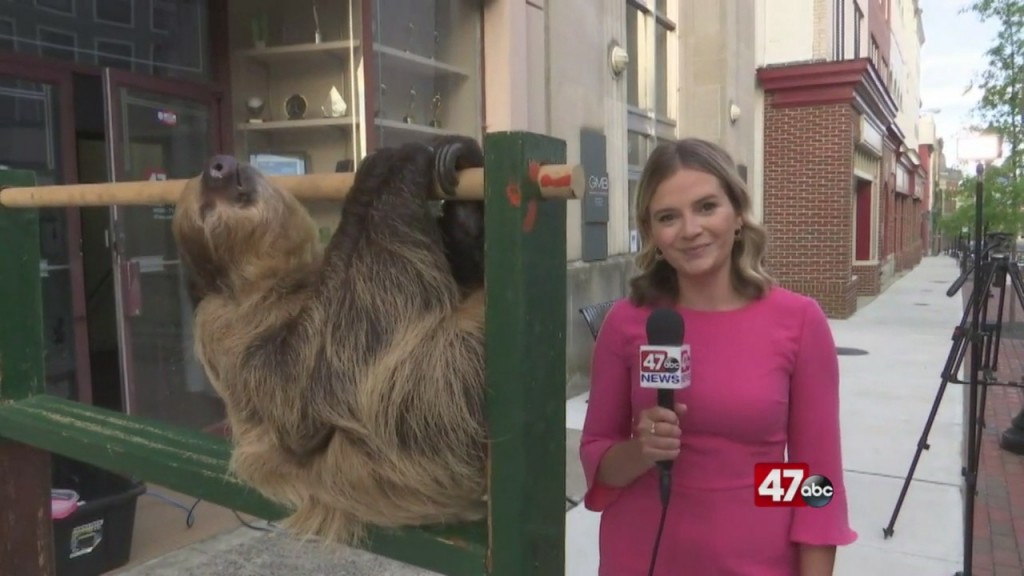 Sloth