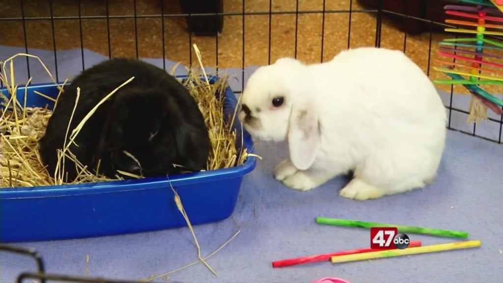 Pets On The Plaza: Meet Asher And Misa