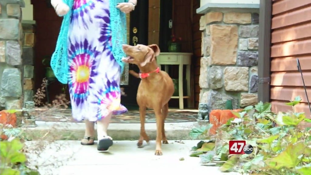 Dog Helping Veterans