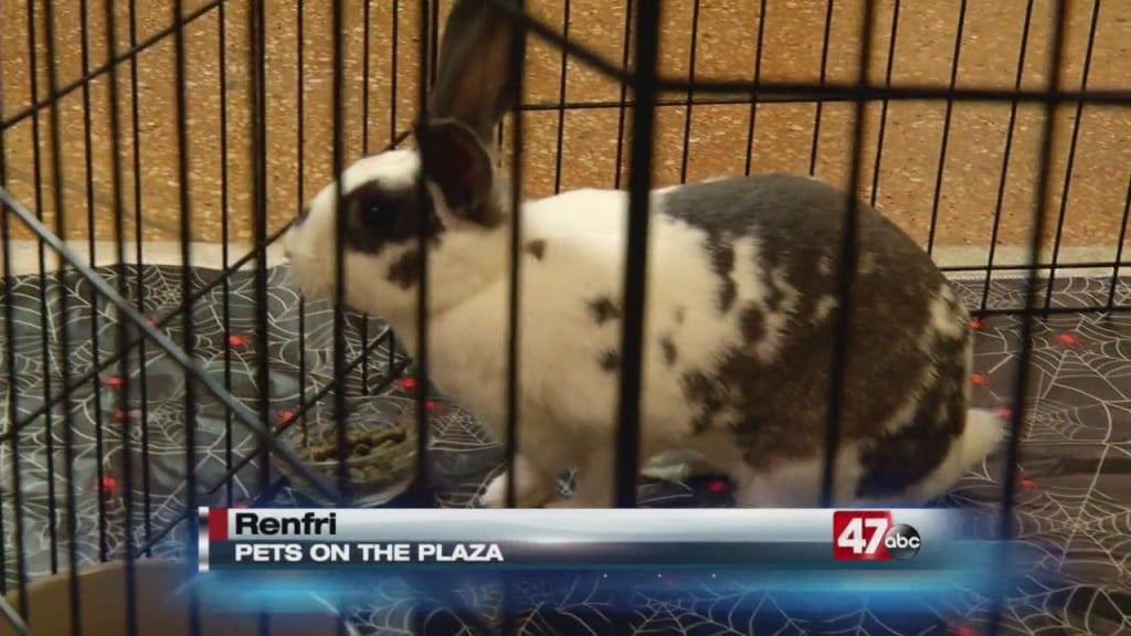 Pets On The Plaza: Meet Renfri