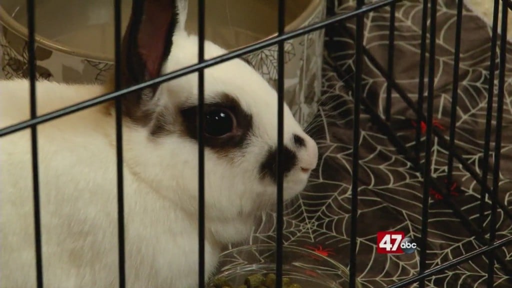 Pets On The Plaza: Meet Macy