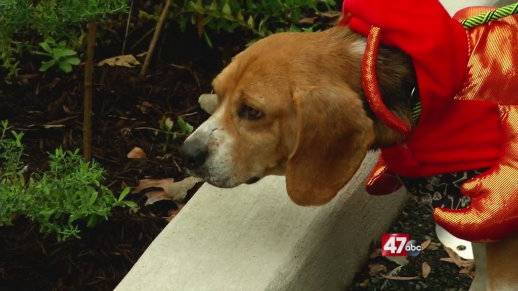 Pets On The Plaza: Meet Snoopy