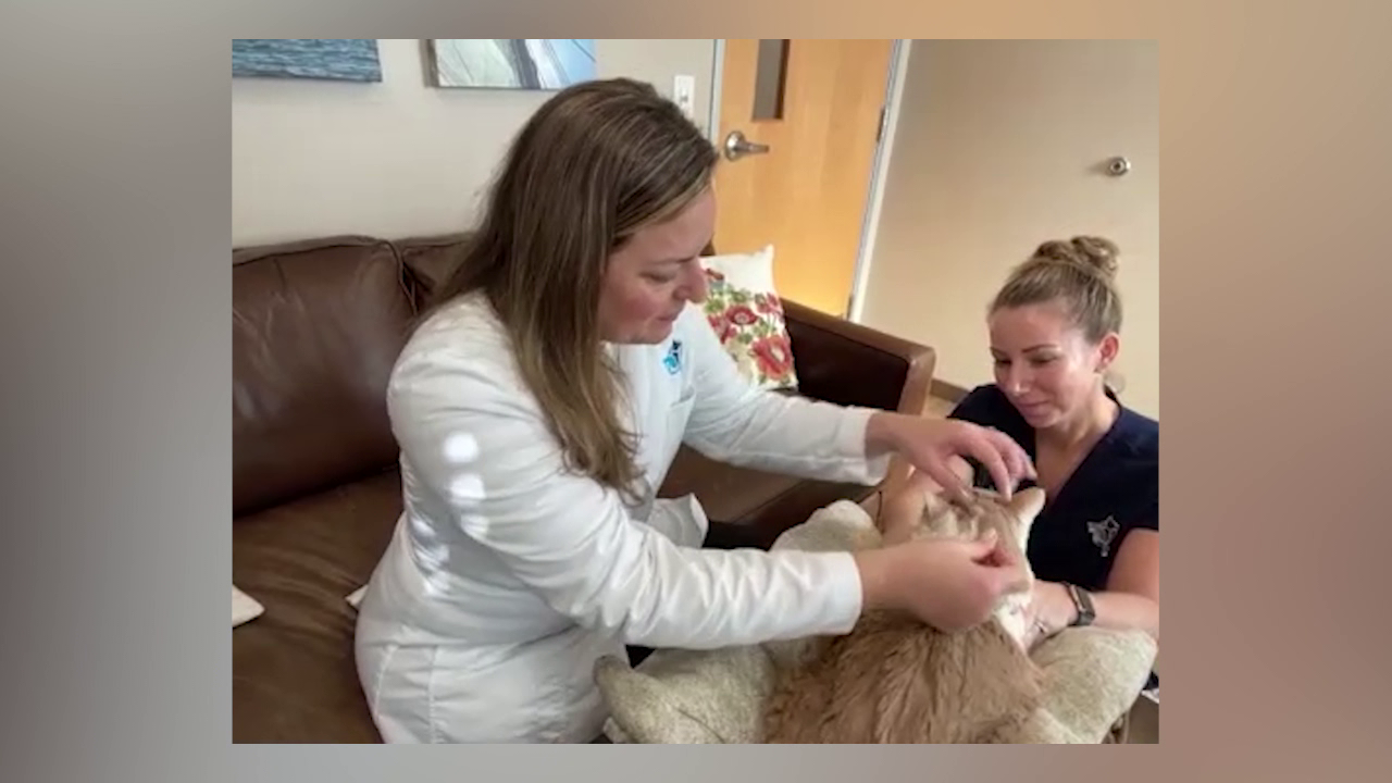 A look at pet acupuncture with Queenstown Veterinary Hospital 47abc