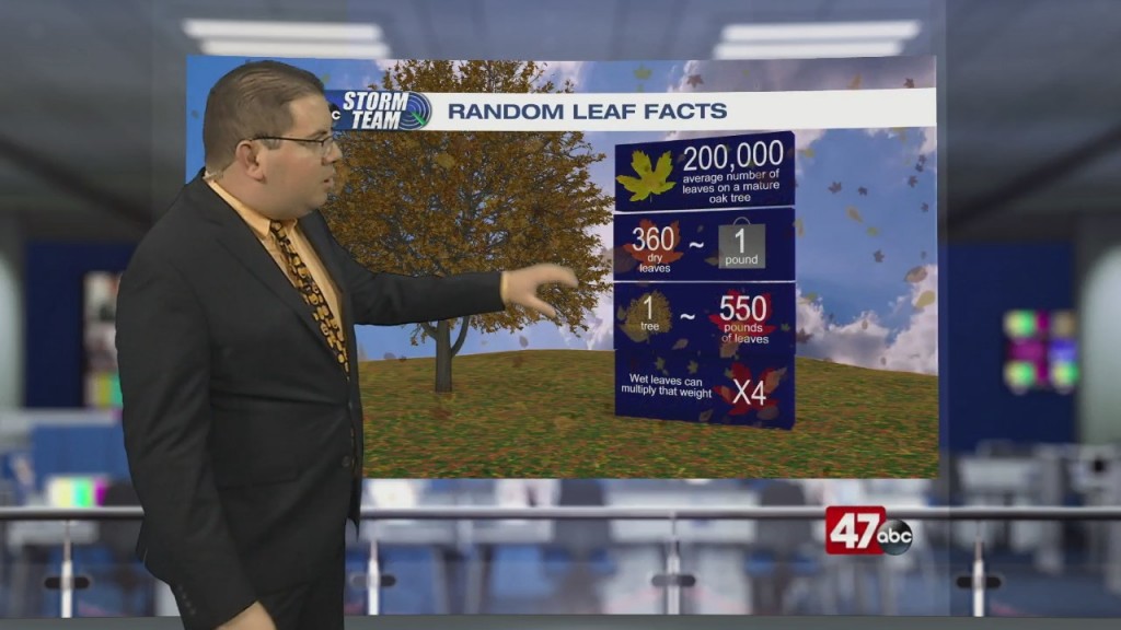 Weather Tidbits: Random Leaf Facts