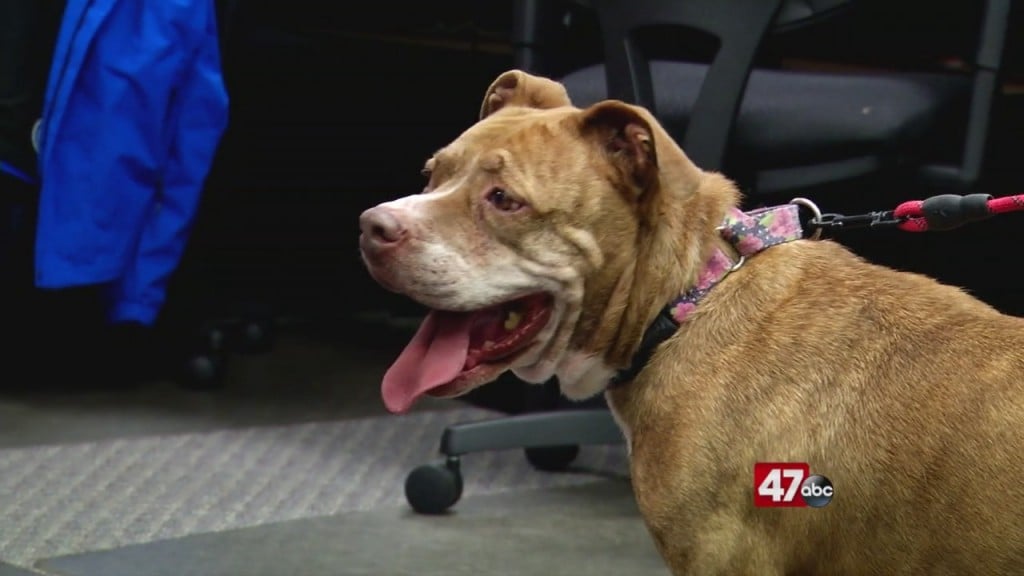 Pets On The Plaza: Meet Piper