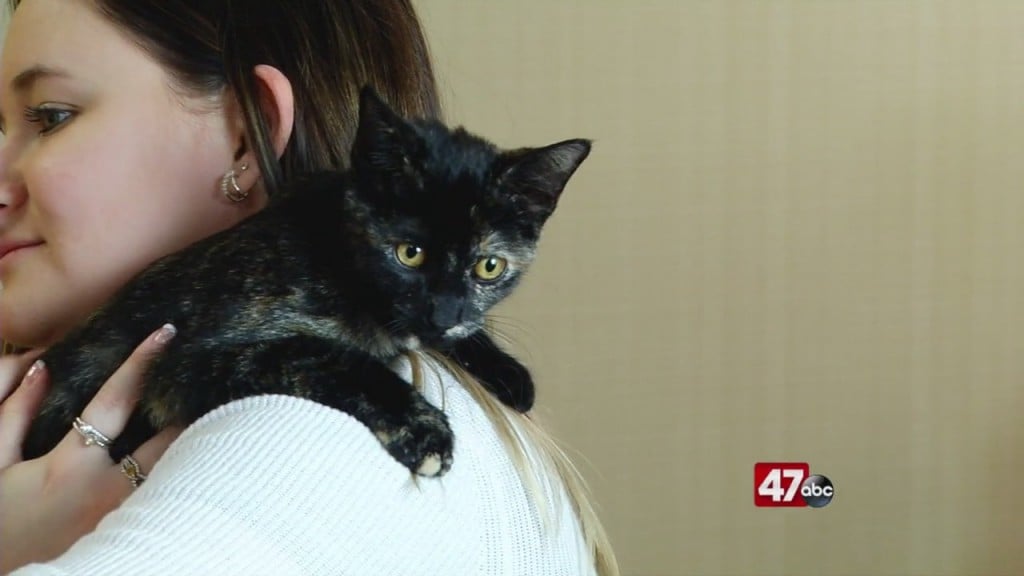 Pets On The Plaza: Meet Ensley