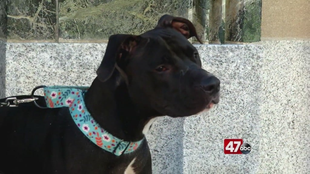 Pets On The Plaza: Meet Puddy