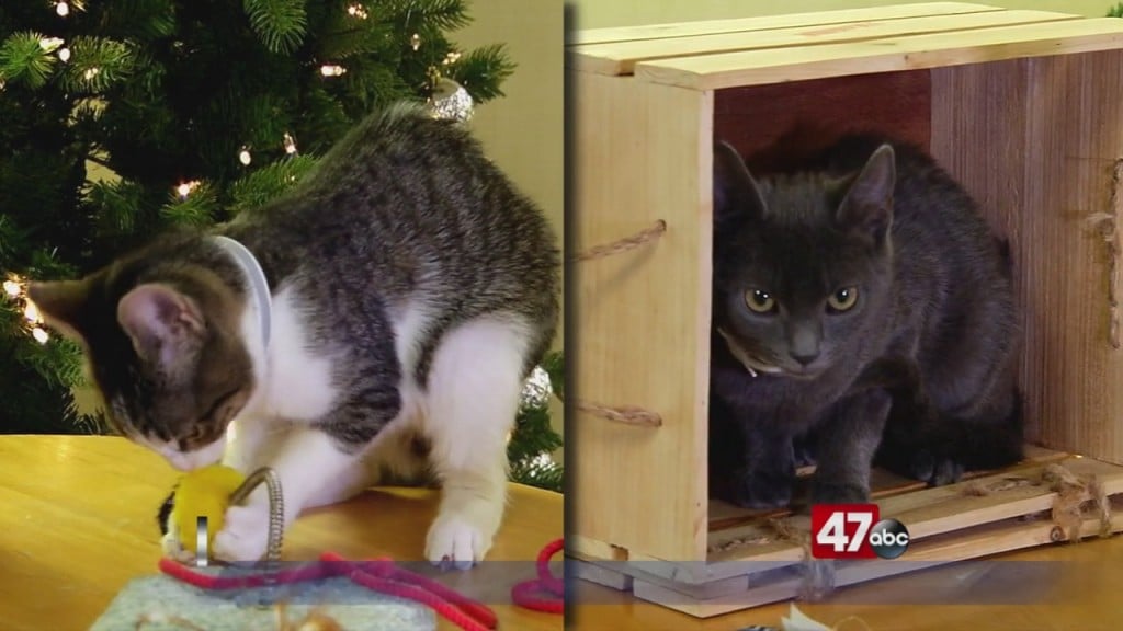 Pets On The Plaza: Meet Jingle And Belle